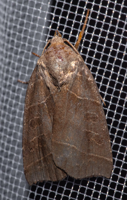 Ipimorpha retusa - sarlós fűzbagoly