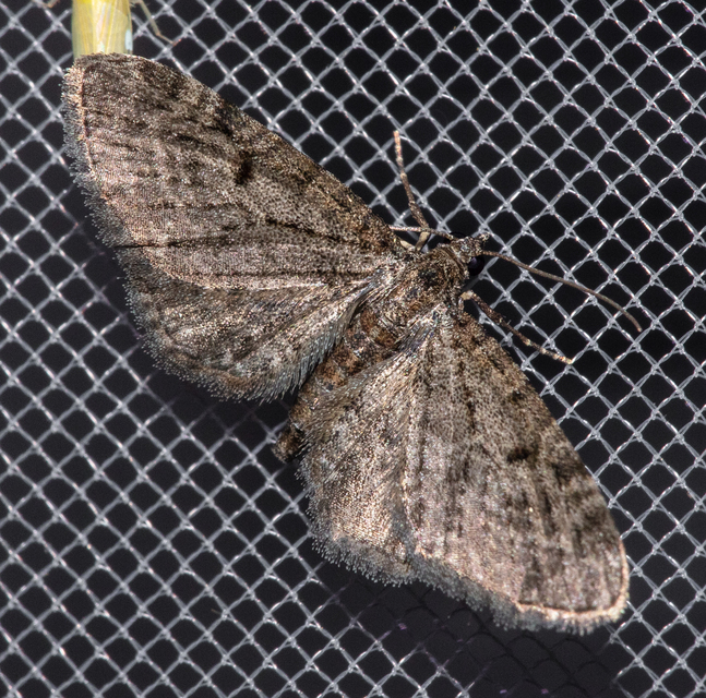 Eupithecia virgaureata - aranyvessző-törpearaszoló