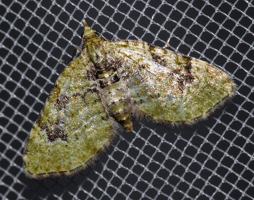 Chloroclystis v-ata - zöldes törpearaszoló
