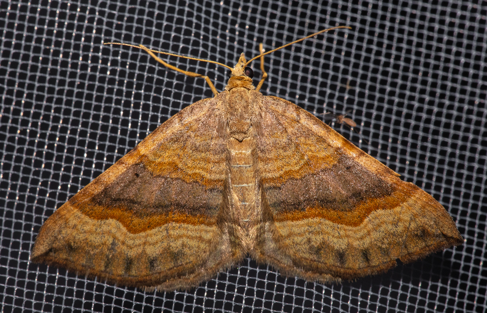 Scotopteryx chenopodiata - libatop-araszoló