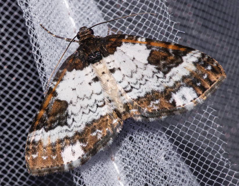 Melanthia procellata - hullámos tarkaaraszoló