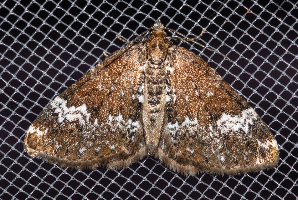 Perizoma alchemillata - árvacsalán-araszoló