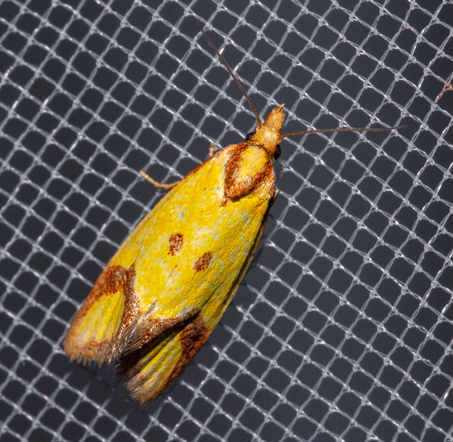 Agapeta zoegana - barnacsíkos sárgamoly
