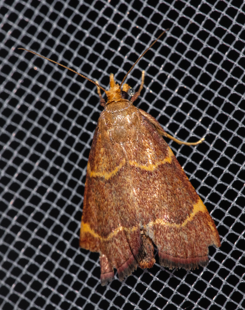 Hypsopygia rubidalis - vörös fényilonca