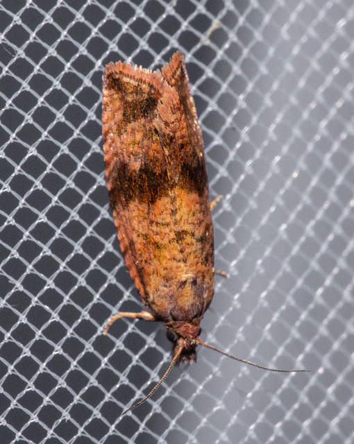 Celypha striana - pitypangfúró tükrösmoly