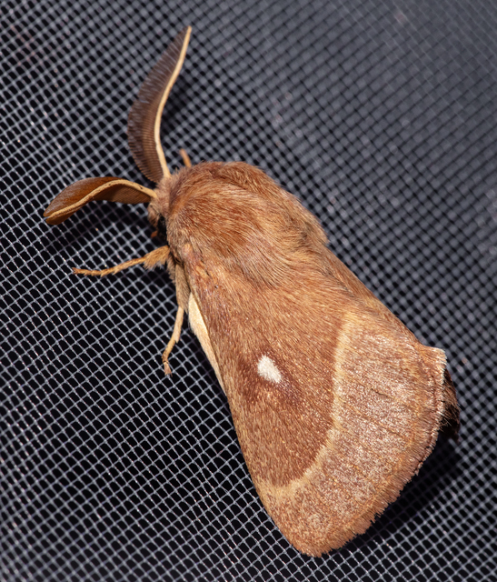 Lasiocampa trifolii - lóhereszövő