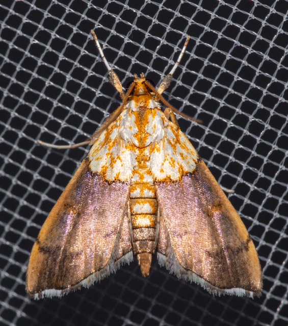 Agrotera nemoralis - ligeti tűzmoly