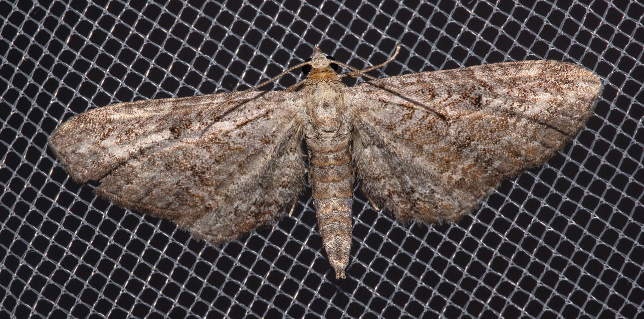 Eupithecia millefoliata - cickafark-törpearaszoló