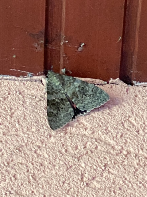 Catocala elocata - közönséges övesbagoly