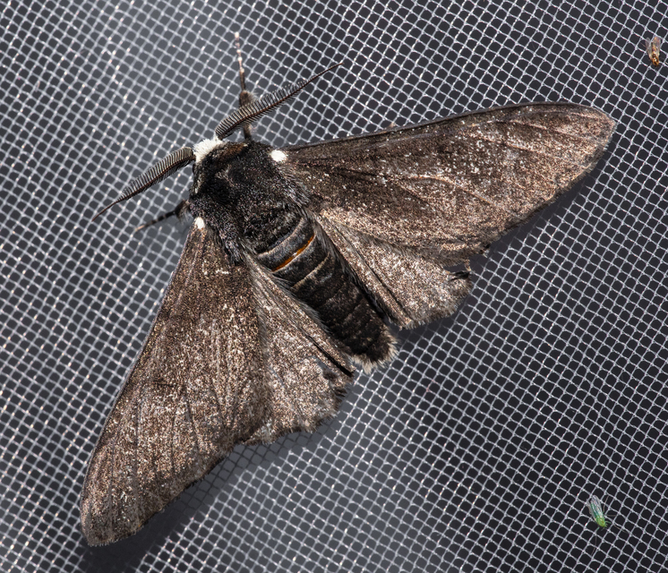 Biston betularia - szürkepettyes araszoló