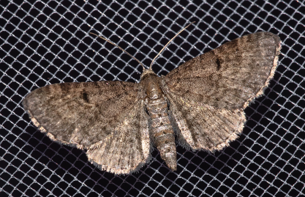 Eupithecia virgaureata - aranyvessző-törpearaszoló