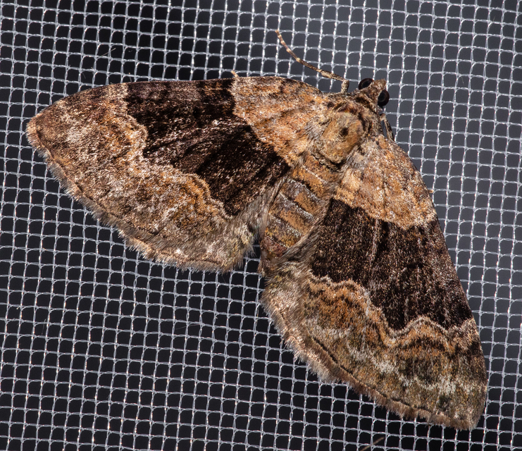 Xanthorhoe quadrifasiata - négysávos tarkaaraszoló