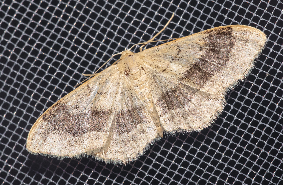 Idaea aversata - nagy sávosaraszoló