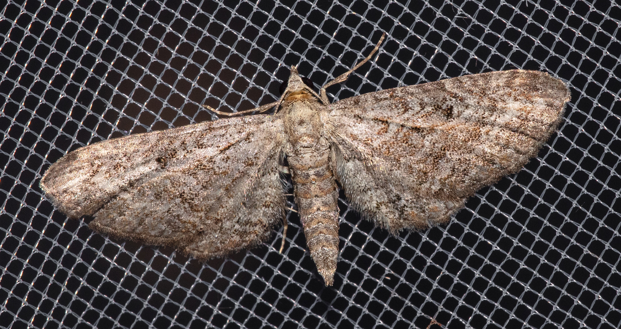 Eupithecia millefoliata - cickafark-törpearaszoló