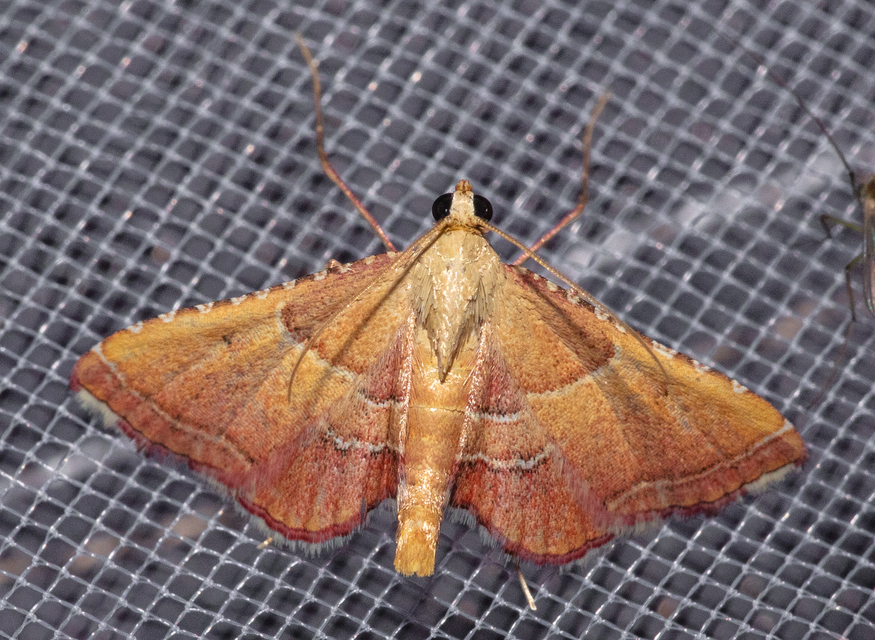 Endotricha flammealis - tüzesszárnyú fényilonca