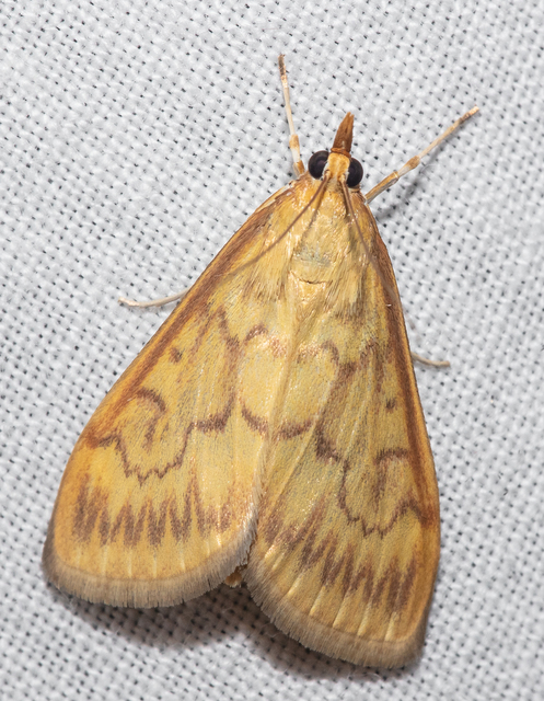 Ostrinia nubilalis - kukoricamoly