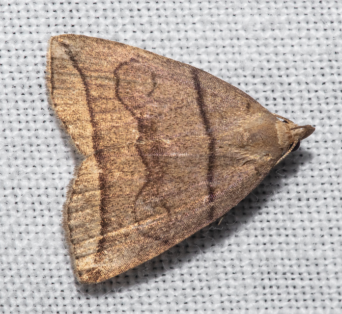Herminia grisealis - ligeti karcsúbagoly
