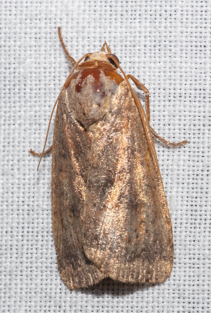 Noctua interjecta - zömök sárgafűbagoly