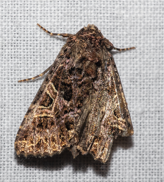 Sideridis rivularis - vörhenyes szegfűbagoly