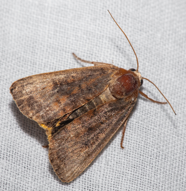 Noctua interjecta - zömök sárgafűbagoly