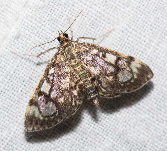 Anania coronata - koronás dudvamoly