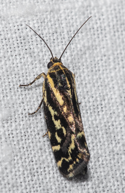 Emmelia trabealis - zebrabagoly
