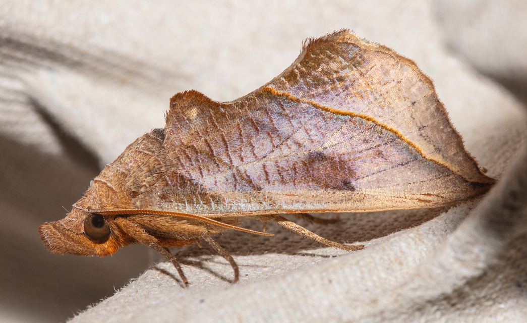 Calyptra thalictri - öblösszárnyú bagoly