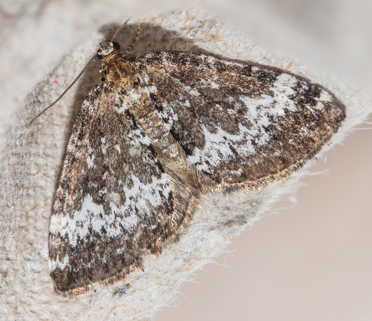 Perizoma alchemillata - árvacsalán-araszoló