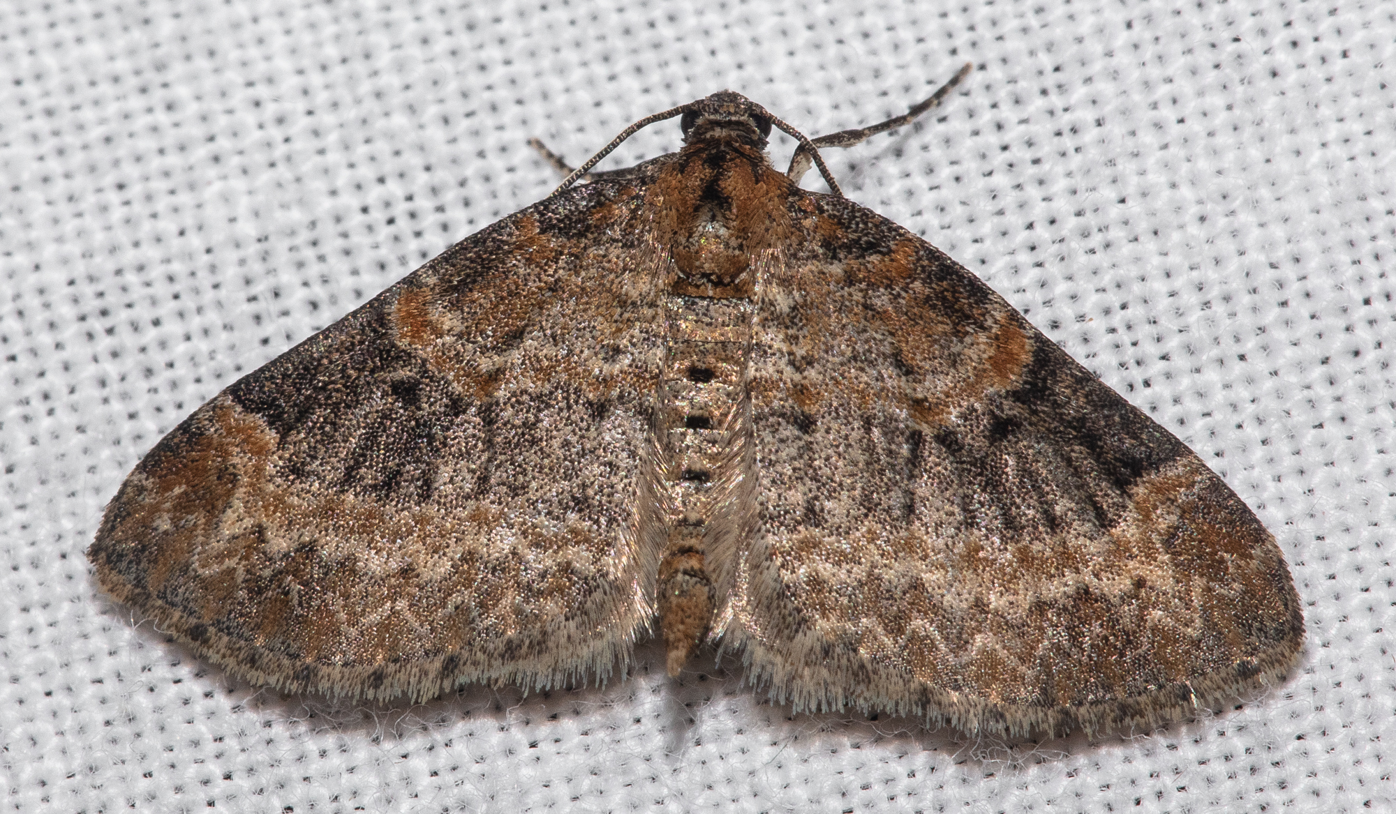 Pterapherapteryx sexalata - fűz-lebenyesaraszoló