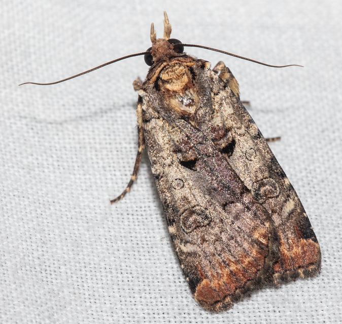 Epilecta linogrisea - karcsú sárgafűbagoly