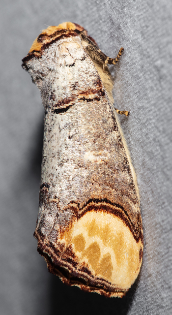 Phalera bucephala - sárgafoltos púposszövő