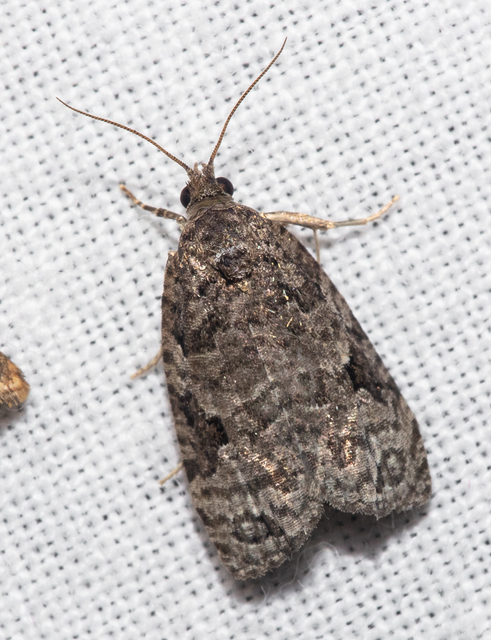 Apotomis semifasciana - fűzrügysodró tükrösmoly