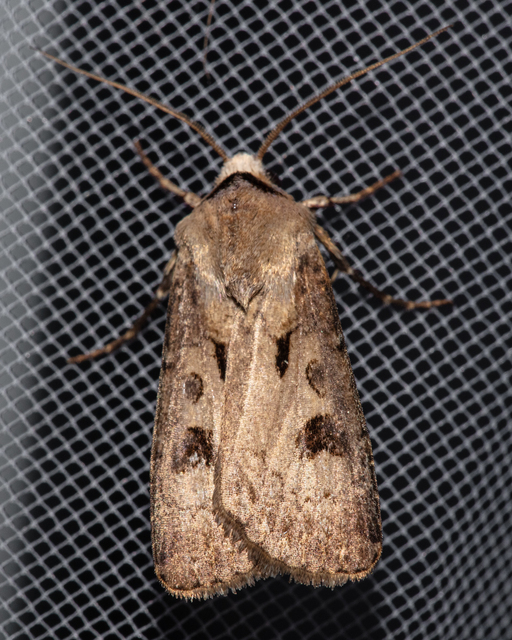 Agrotis exclamationis - felkiáltójeles földibagoly
