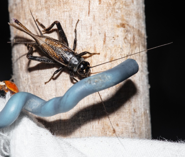 Eumodicogryllus bordigalensis - bordói tücsök