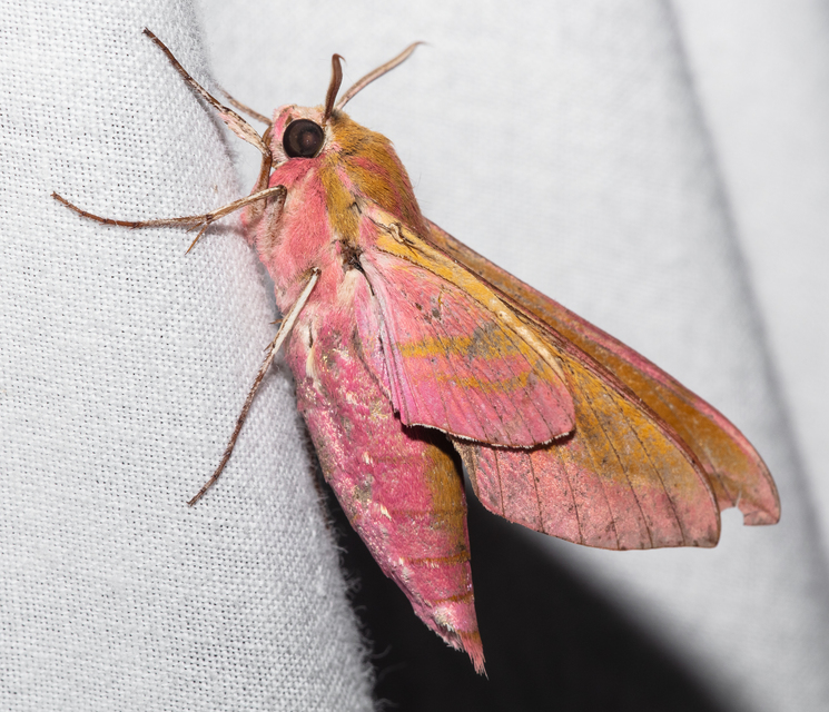 Deilephila elpenor - szőlőszender
