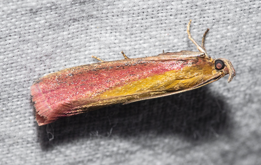 Oncocera semirubella - lucernamoly