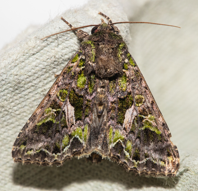 Trachea atriplicis - nyári zöldbagoly
