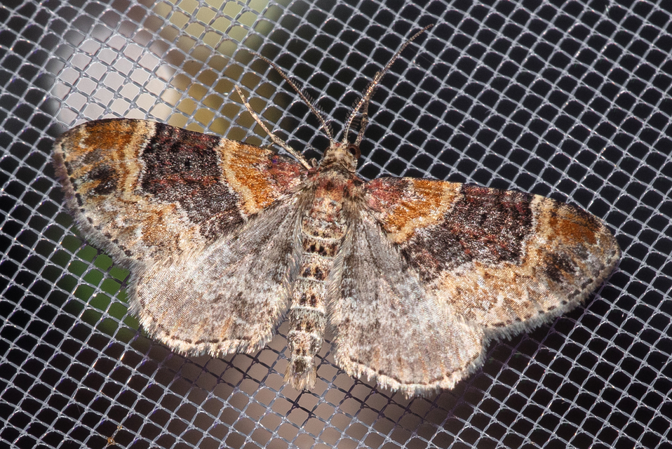 Xanthorhoe spadicearia - sávos tarkaaraszoló