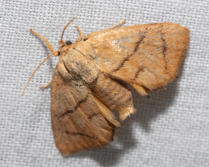Apoda limacodes - kagylólepke