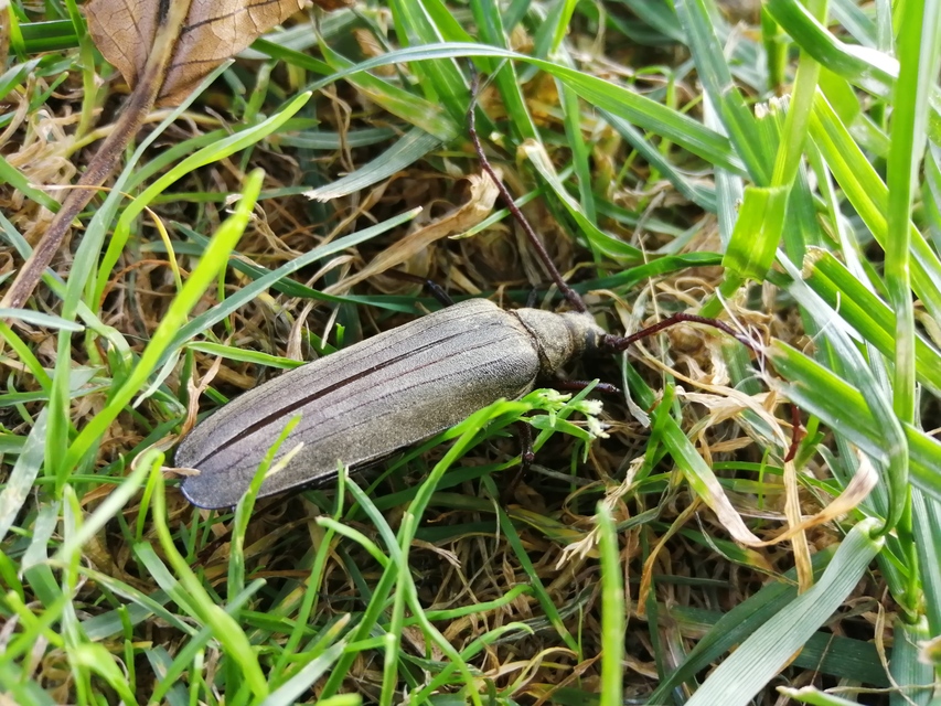 Aegosoma scabricorne - diófacincér