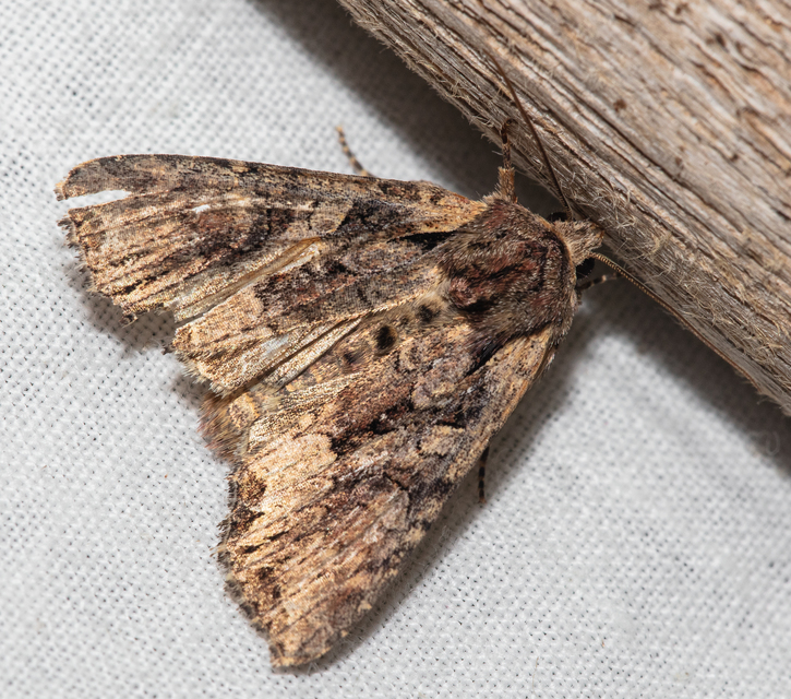 Lacanobia thalassina - borbolya-kertibagoly