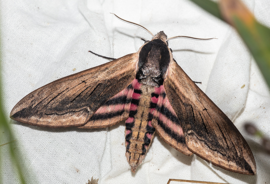Sphinx ligustri - fagyalszender