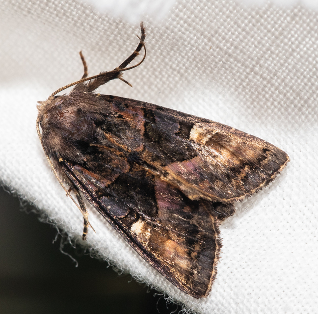 Euplexia lucipara - szeder-csipkésbagoly