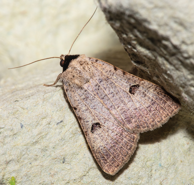 Lygephila craccae - gyakori csüdfűbagoly