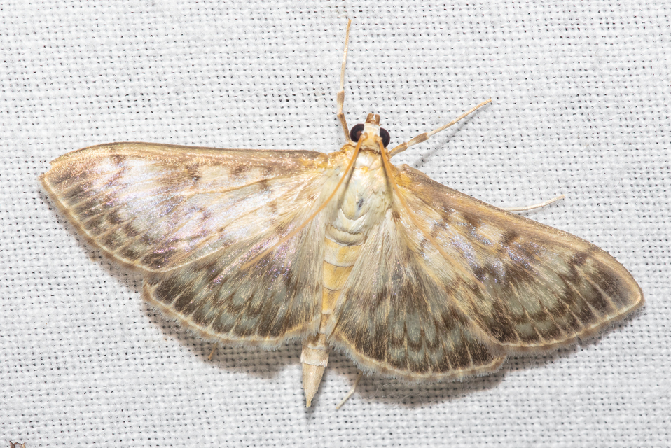Patania ruralis - csalánevő tűzmoly