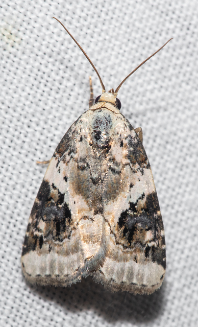 Pseudeustrotia candidula - fehéres apróbagoly
