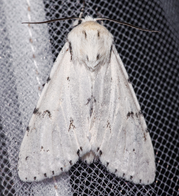 Acronicta leporina - fehér szigonyosbagoly