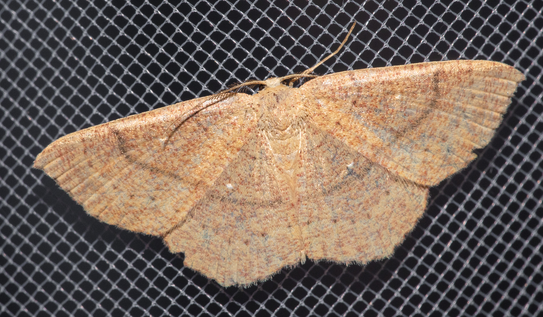 Cyclophora ruficiliaria - vörösrojtú pettyesaraszoló