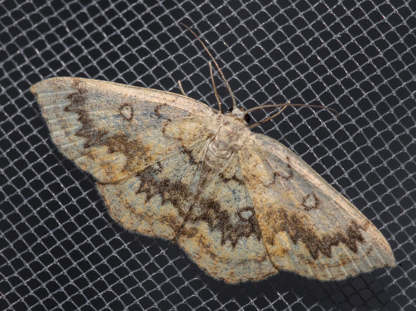 Cyclophora annularia - gyűrűs pettyesaraszoló