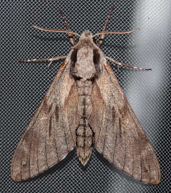Hyloicus pinastri - fenyőszender